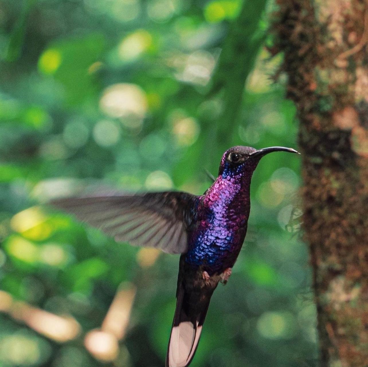 Rio Celeste, Cacahua Lodge Zewnętrze zdjęcie